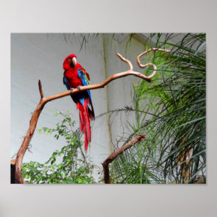 Green-winged Macaw #2 Poster