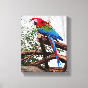 Green-winged Macaw #3 Canvas Print