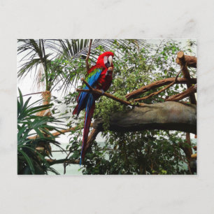 Green-winged Macaw #4 Postcard