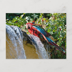 Green-winged macaw next to a waterfall holiday postcard