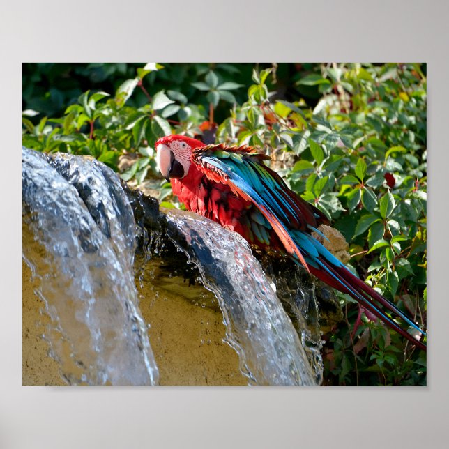 Green-winged macaw next to a waterfall poster (Front)