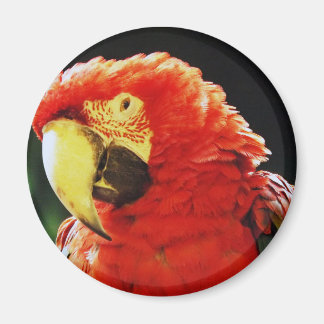 Green Winged Macaw Parrot Bird Close-Up Magnet