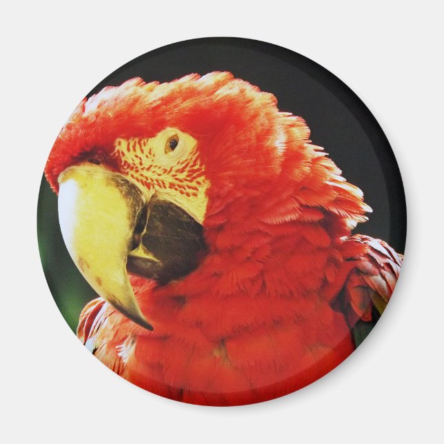 Green Winged Macaw Parrot Bird Close-Up Magnet (Front)