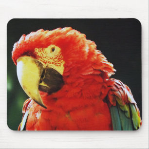 Green Winged Macaw Parrot Bird Close-Up Mouse Mat