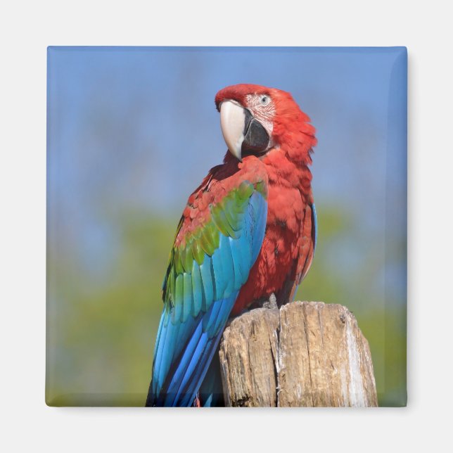 Green-winged macaw perched magnet (Front)