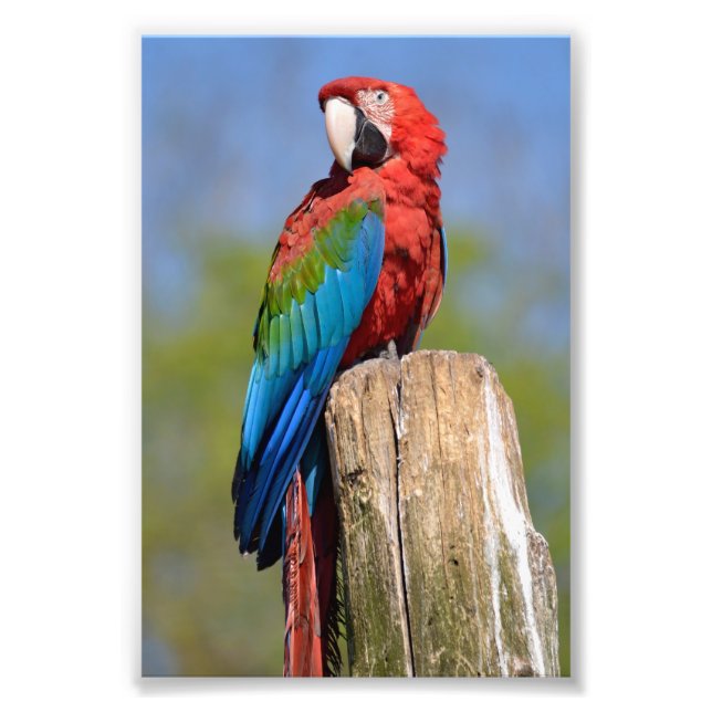 Green-winged macaw perched photo print (Front)