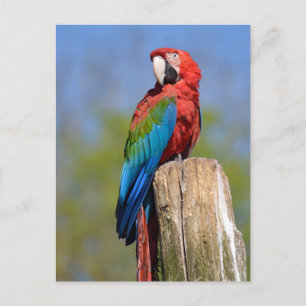 Green-winged macaw perched postcard