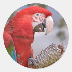 Green-winged macaw with pine cone classic round sticker