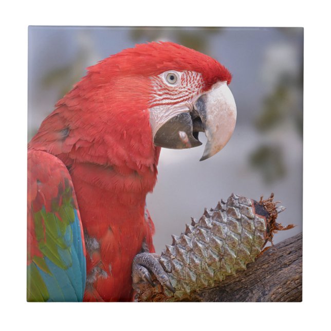 Green-winged macaw with pine cone tile (Front)