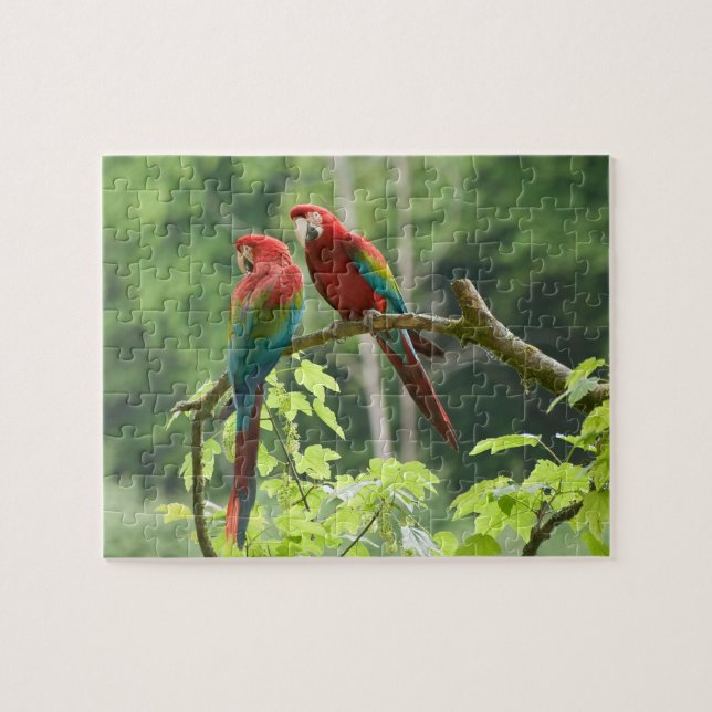Green-winged Macaws Jigsaw Puzzle (Horizontal)