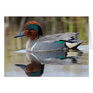 Green-winged Teal