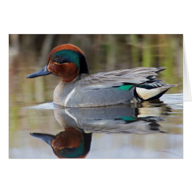 Green-winged Teal (Front Horizontal)