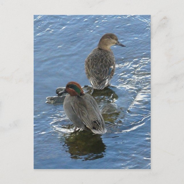 Green-winged Teal Ducks, Unalaska Island Postcard (Front)