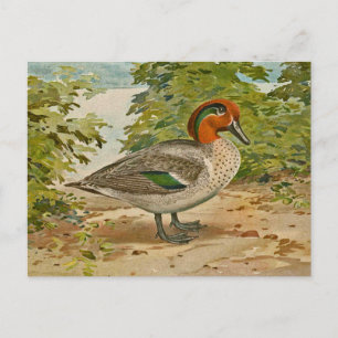 Green-winged Teal Illustration Postcard