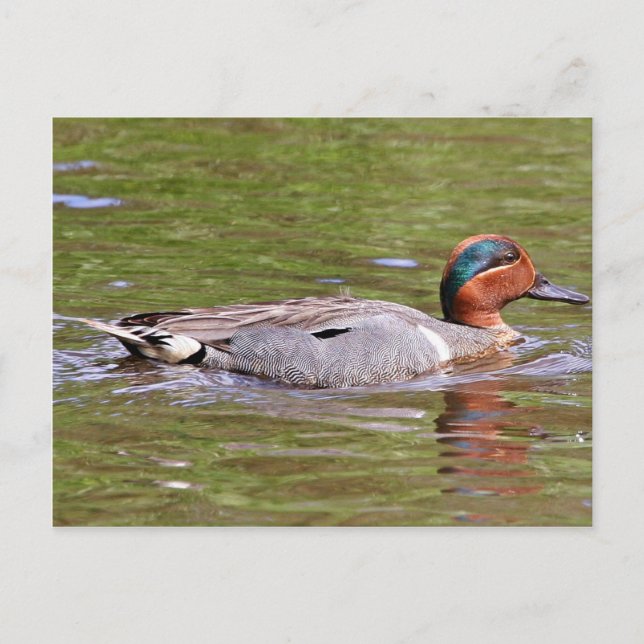 Green-winged Teal Male Postcard (Front)