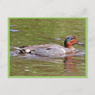 Green-winged Teal Male Postcard