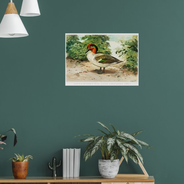 Green-winged teal poster (Living Room 1)