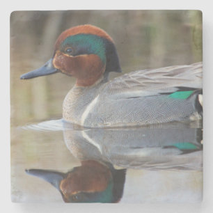 Green-winged Teal Stone Coaster