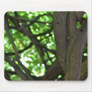 Green Wisteria Pergola Tree Nature Photography Mouse Mat