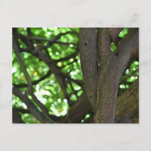 Green Wisteria Pergola Tree Nature Photography Postcard