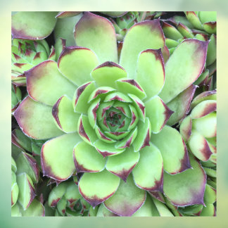Green with Purple Tips Succulent Close-Up Photo Window Cling