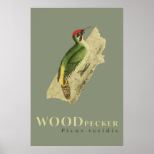 Green Woodpecker bird vintage  Poster