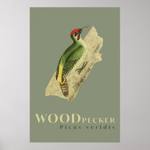 Green Woodpecker bird vintage  Poster