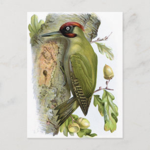 Green Woodpecker - Picus viridis Postcard