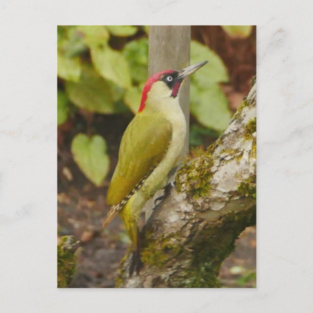 Green Woodpecker Postcard  (Front)