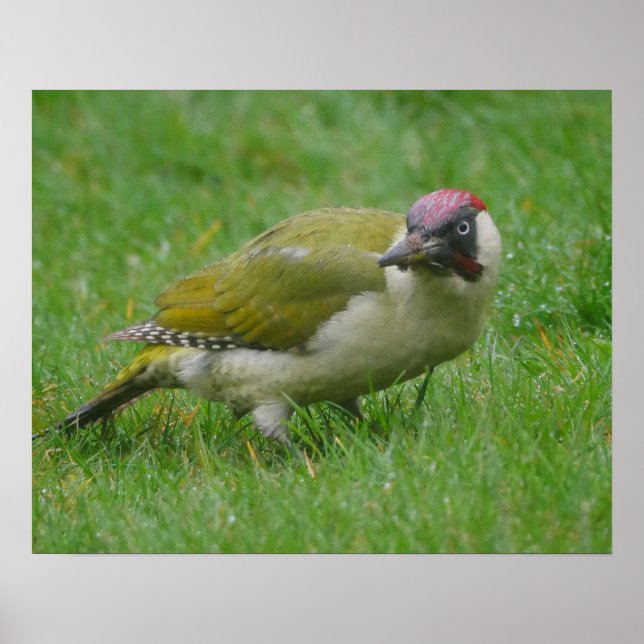 Green Woodpecker Poster (Front)