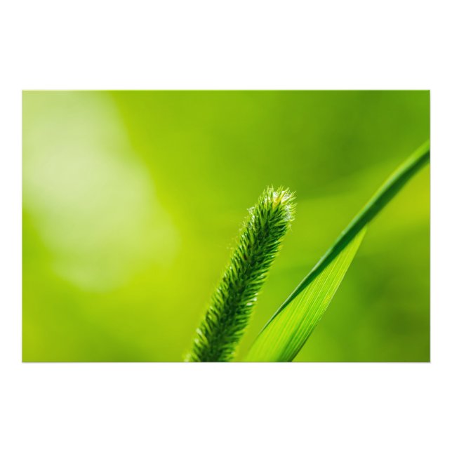 Green World Photo Print (Front)