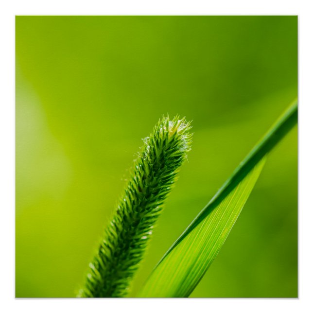 Green World Poster (Front)