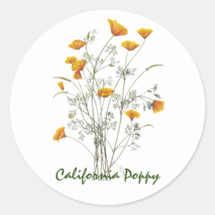 Green Yellow California Poppy Watercolor Painting  Classic Round Sticker