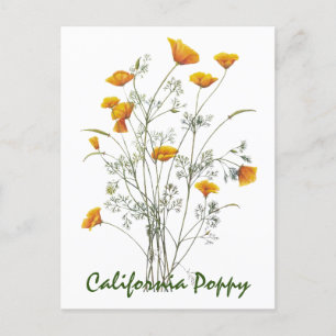 Green Yellow California Poppy Watercolor Painting Postcard