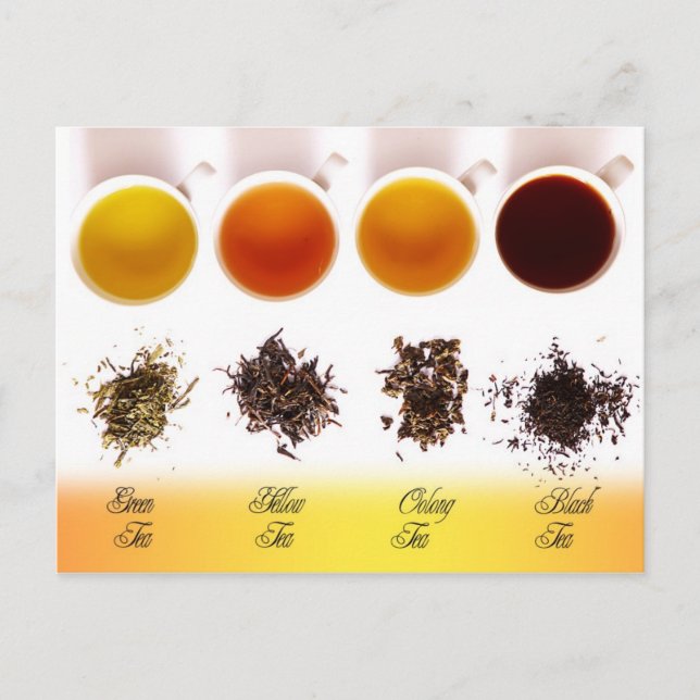 Green, Yellow, Oolong, and Black Tea Postcard (Front)