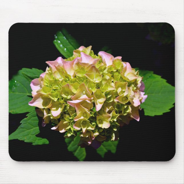 Green yellow pink Hydrangea pink yellow flower Mouse Mat (Front)