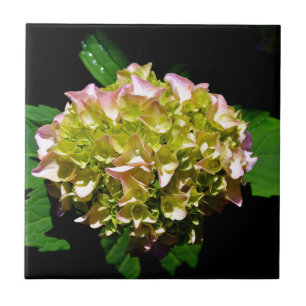 Green yellow pink Hydrangea pink yellow flower Tile