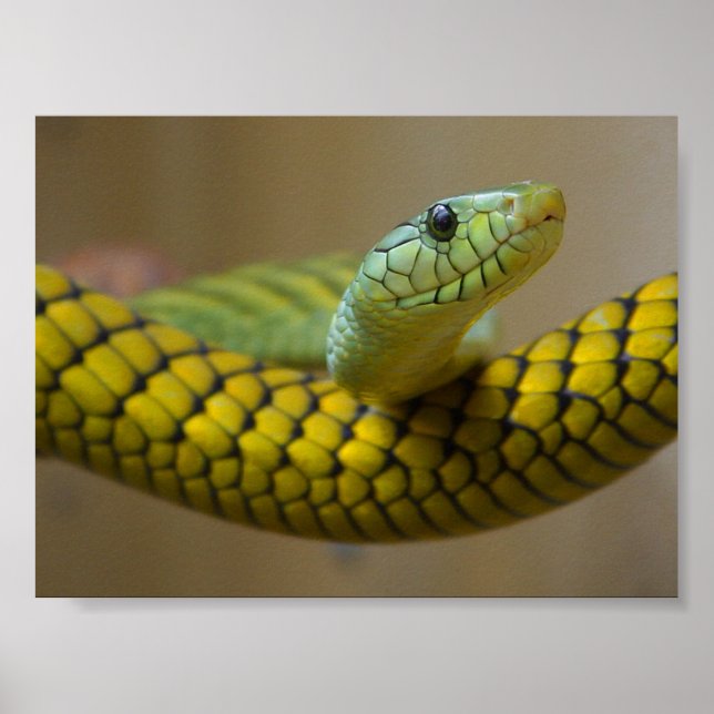 GREEN YELLOW SCALED SNAKE REPTILE PHOTOGRAPHY POSTER (Front)