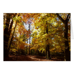 Greenbelt Park in Fall II Maryland Nature Scene