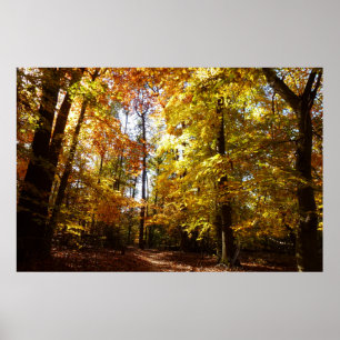 Greenbelt Park in Fall II Maryland Nature Scene Poster