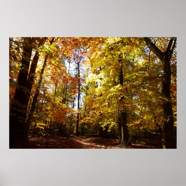 Greenbelt Park in Fall II Maryland Nature Scene Poster (Front)