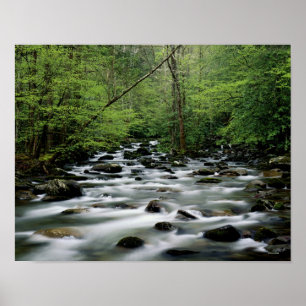 Greenbrier area area, Great Smoky Mountains Poster