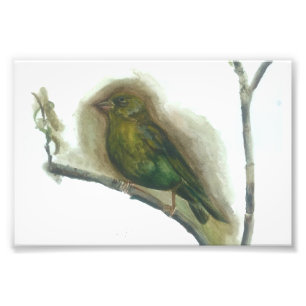 Greenfinch garden bird watercolour print