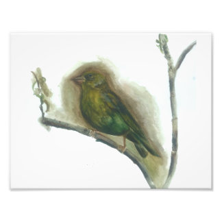 Greenfinch garden bird watercolour print