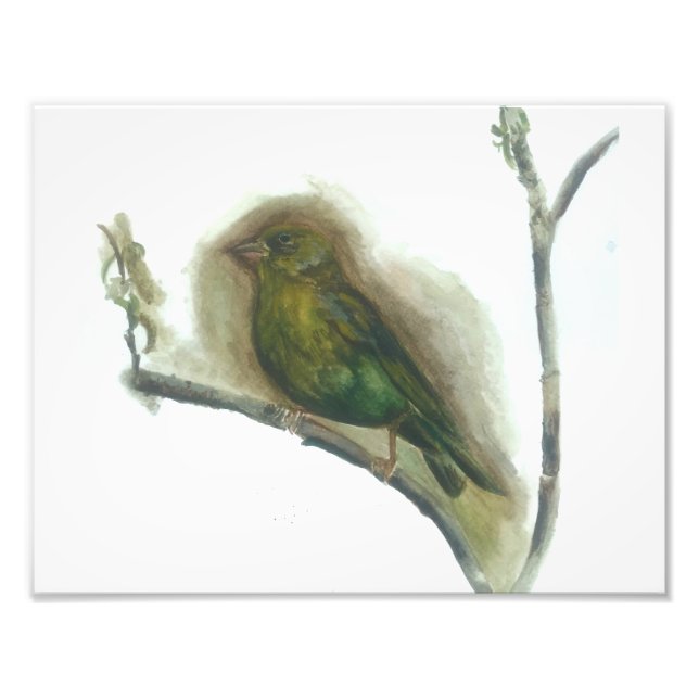 Greenfinch garden bird watercolour print  (Front)