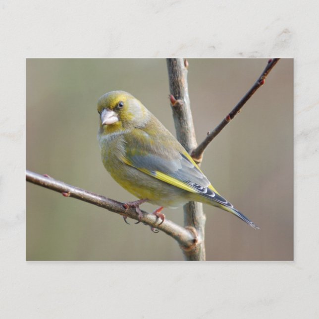 Greenfinch postcard (Front)