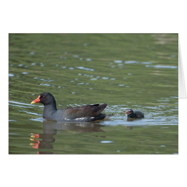 Greenhill Moorhens (Front Horizontal)