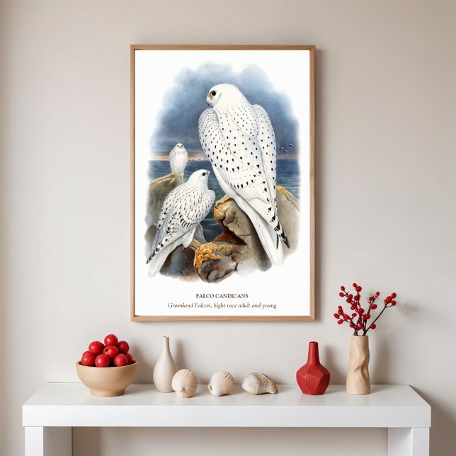 Greenland Falcon, Bird Illustration  Poster (Creator Uploaded)