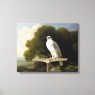 Greenland Falcon (Grey Falcon), 1780 (oil on panel Canvas Print