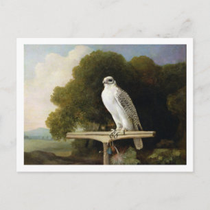 Greenland Falcon (Grey Falcon), 1780 (oil on panel Postcard
